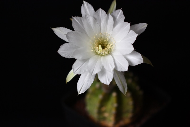 Echinopsis subdenudata 