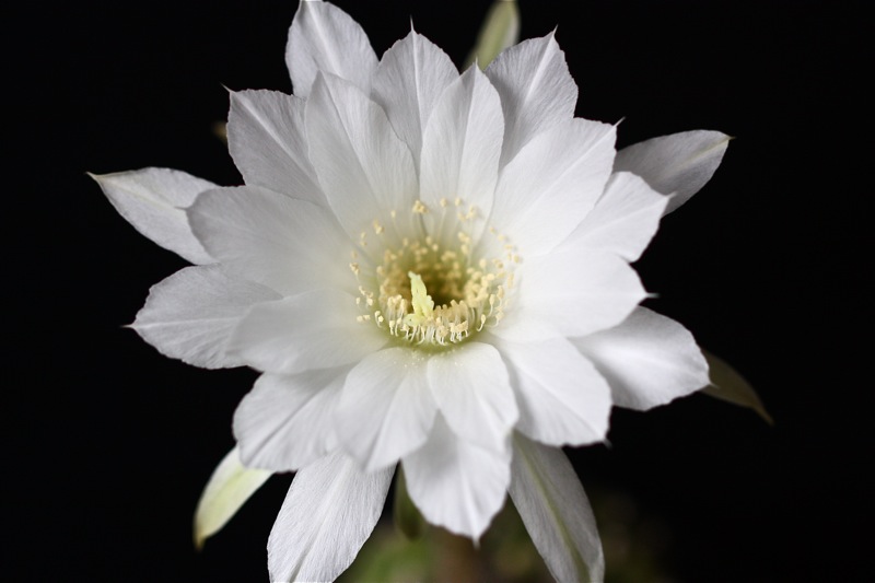 Echinopsis subdenudata 