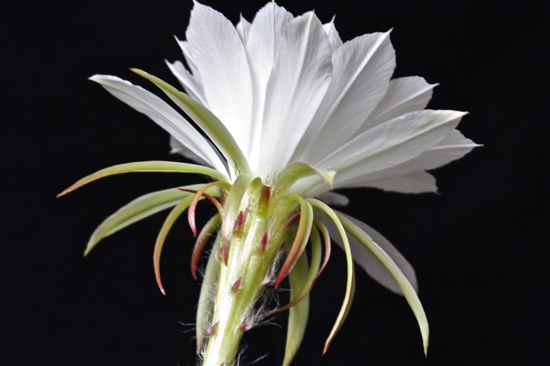 Echinopsis subdenudata 