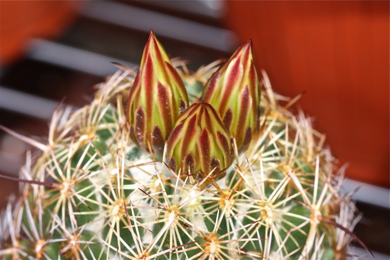 Coryphantha reduncispina 