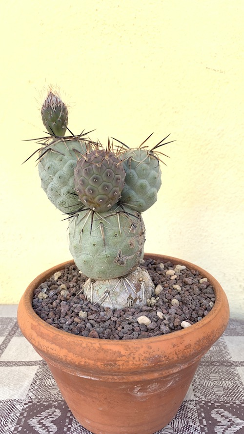 Tephrocactus geometricus  