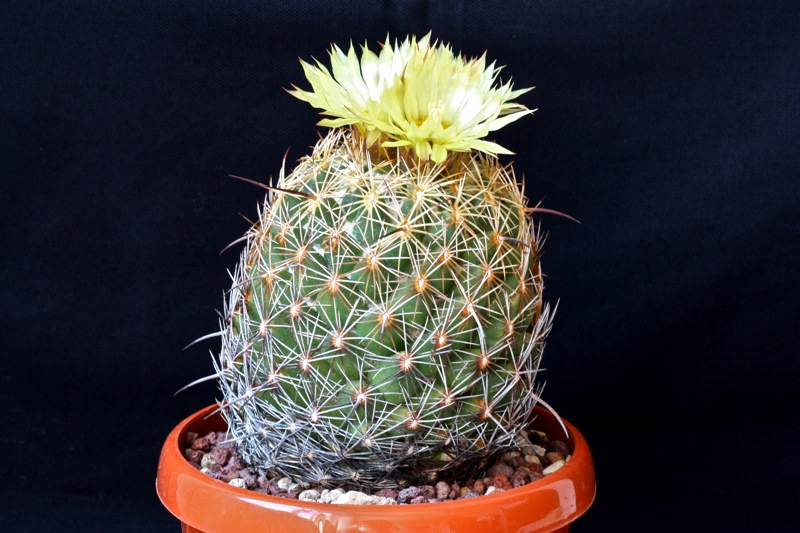 Coryphantha reduncispina 