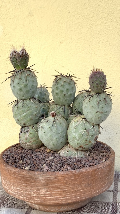 Tephrocactus geometricus  