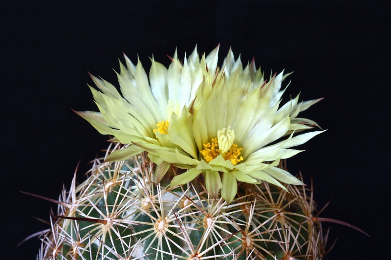 Coryphantha reduncispina 