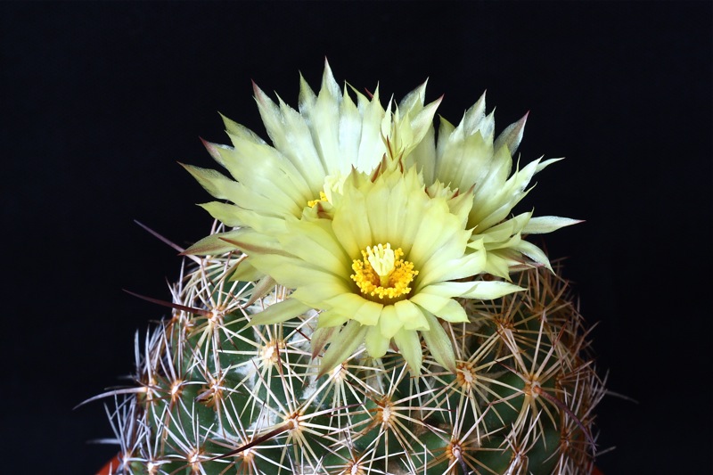 Coryphantha reduncispina 