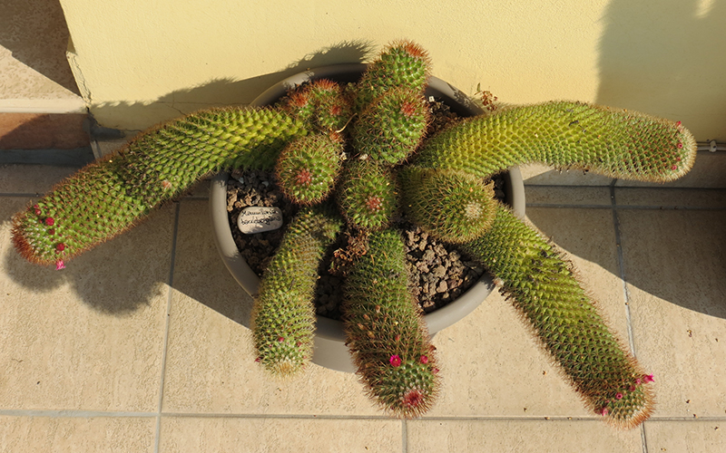 Mammillaria backebergiana 