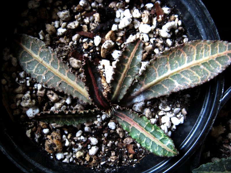 Euphorbia francoisii v. crassicaulis 