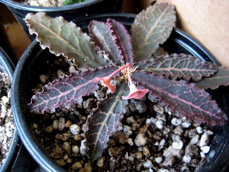 Euphorbia francoisii v. crassicaulis 