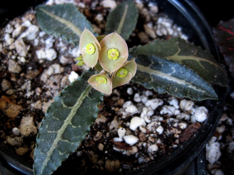 Euphorbia francoisii v. crassicaulis 