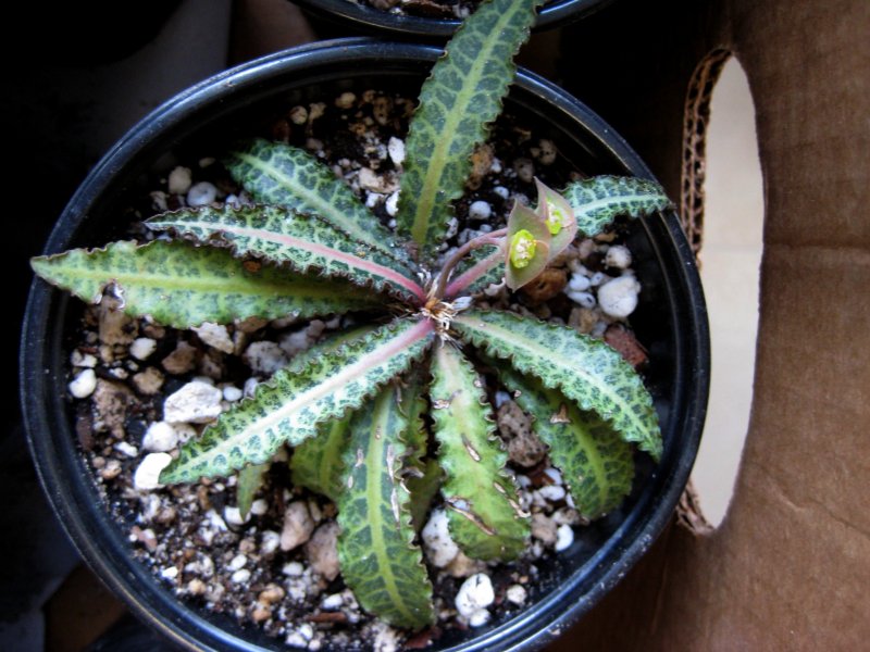 Euphorbia francoisii v. crassicaulis 