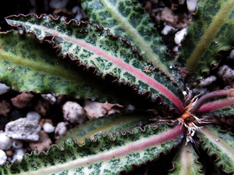 Euphorbia francoisii v. crassicaulis 