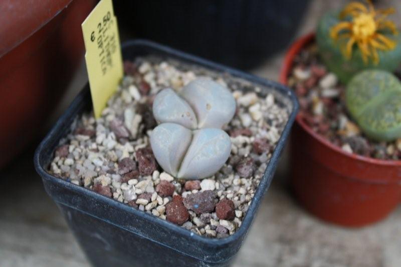 Lithops optica C 310