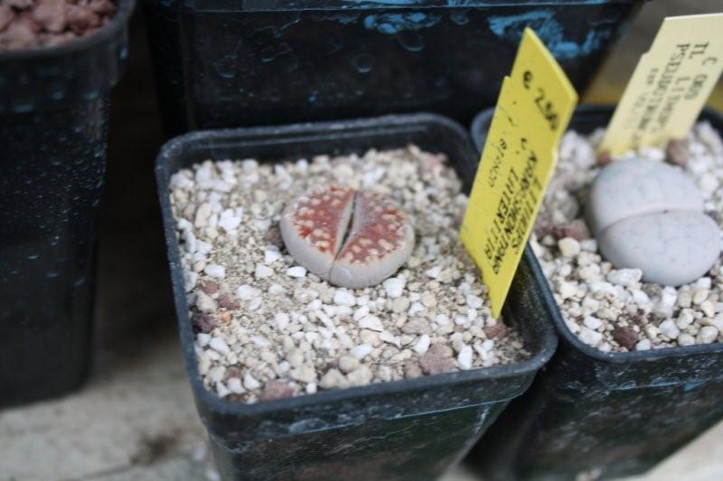 Lithops karasmontana v. lateritia 