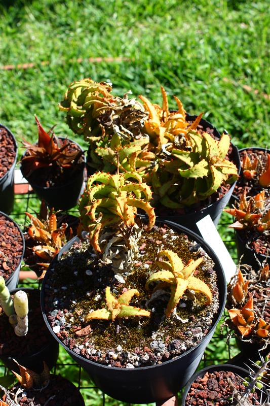 Aloe castilloniae 