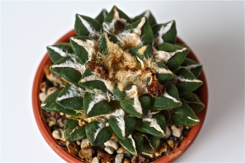 Ariocarpus kotschoubeyanus x retusus 