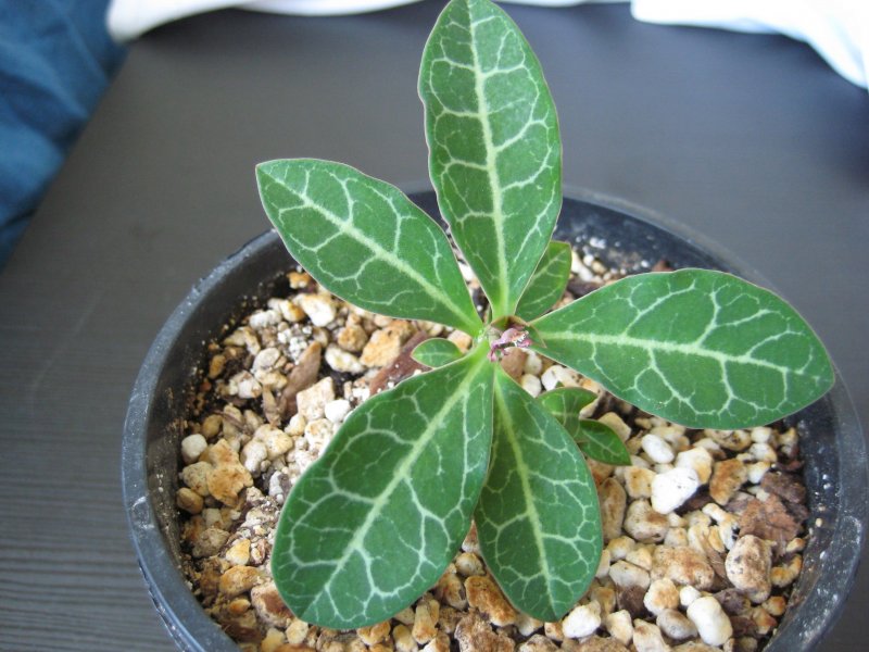 monadenium pseudoracemosum