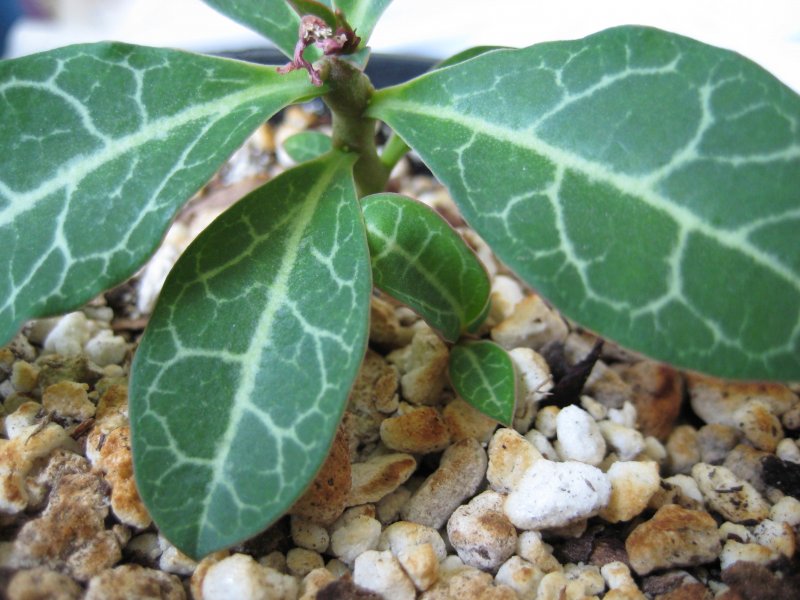 Monadenium pseudoracemosum 