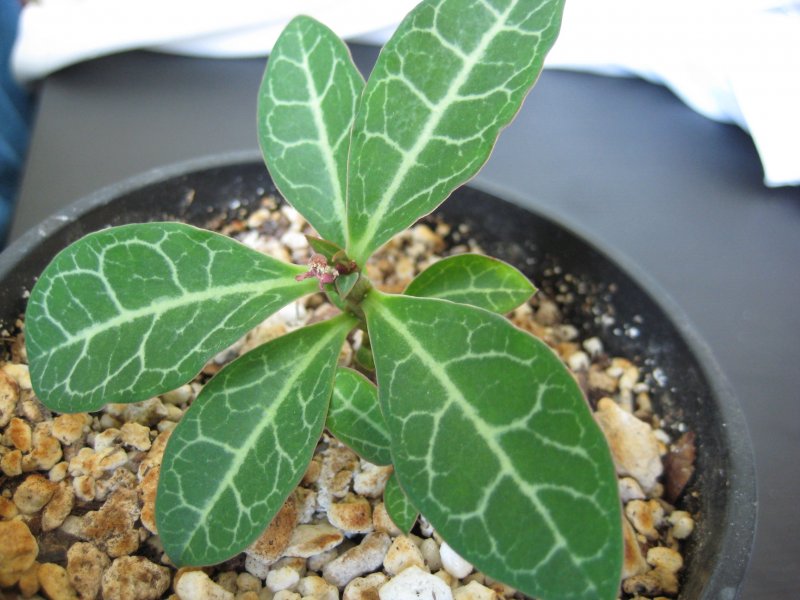 Monadenium pseudoracemosum 