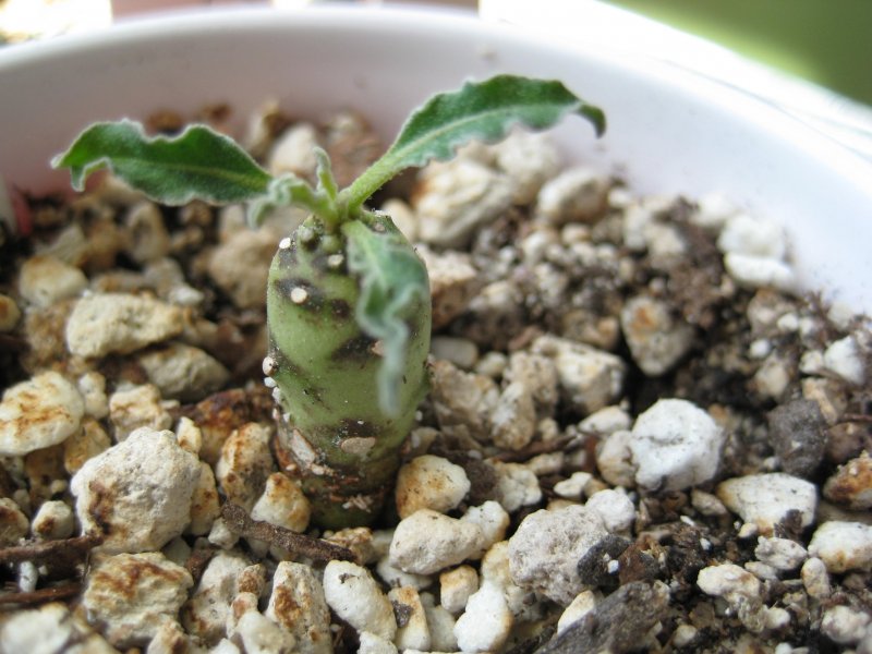 Euphorbia hadramautica 