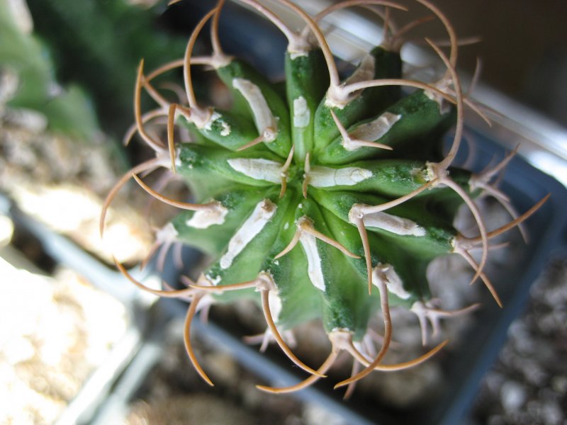 Euphorbia columnaris 