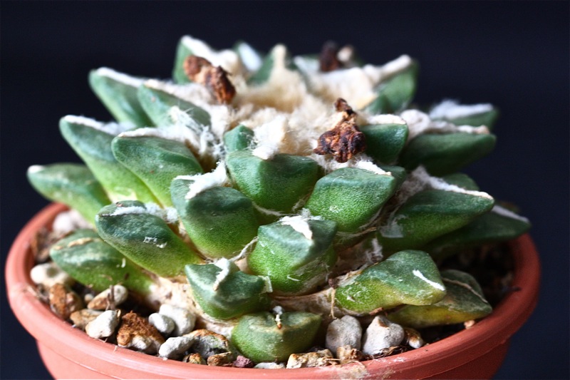 Ariocarpus kotschoubeyanus x retusus 