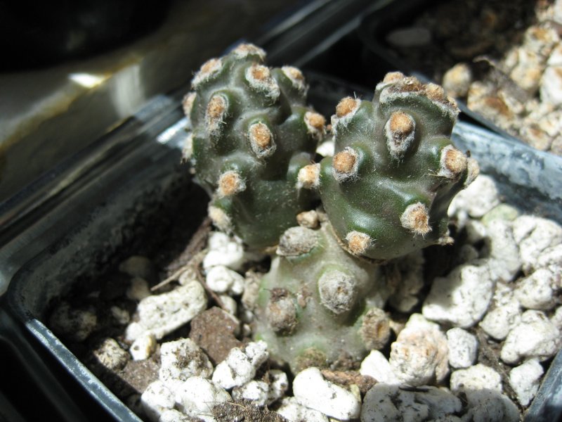 Tephrocactus molinensis 