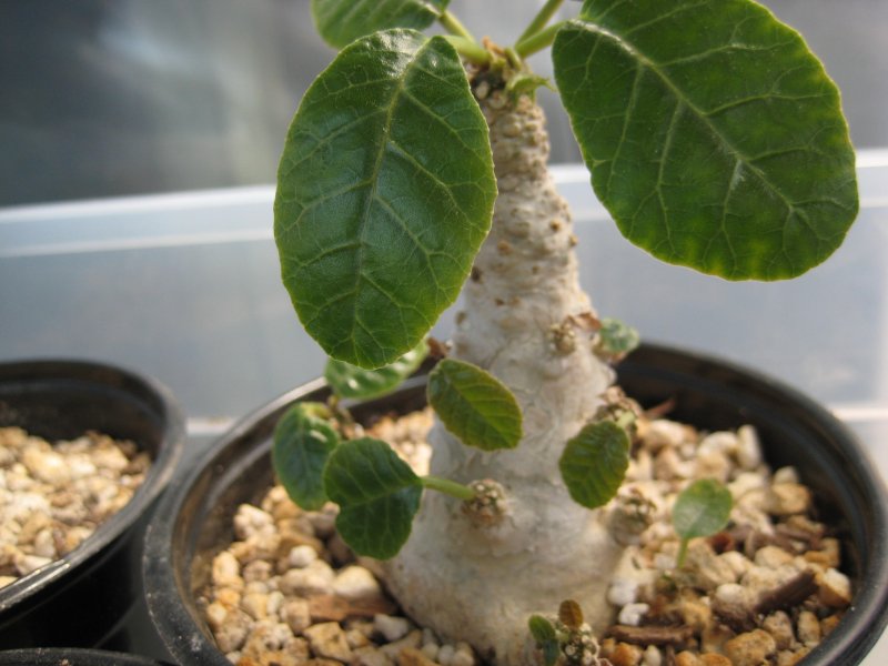 Dorstenia foetida 