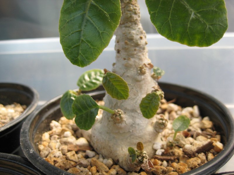 Dorstenia foetida 