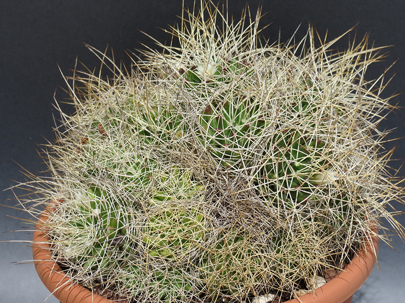 Mammillaria decipiens ssp. camptotricha 