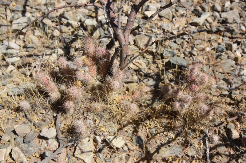 Tephrocactus weberi 