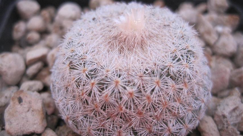 Epithelantha micromeris 