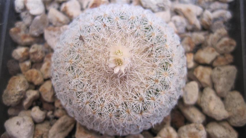 Epithelantha micromeris 