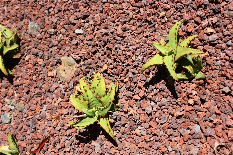 Aloe castilloniae 