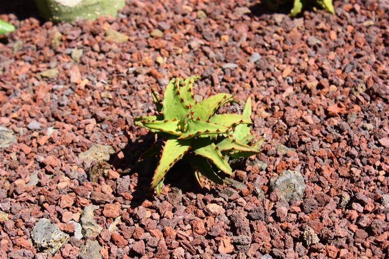 Aloe castilloniae 