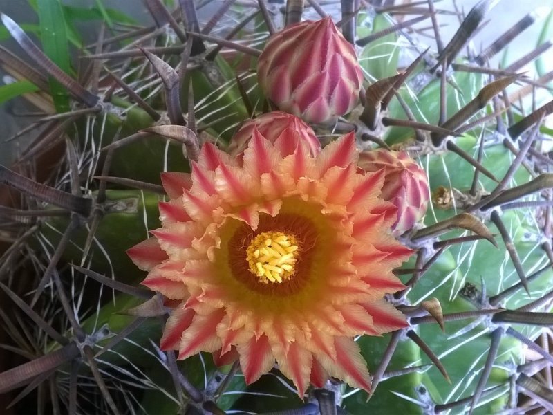 Ferocactus wislizeni ssp. herrerae 