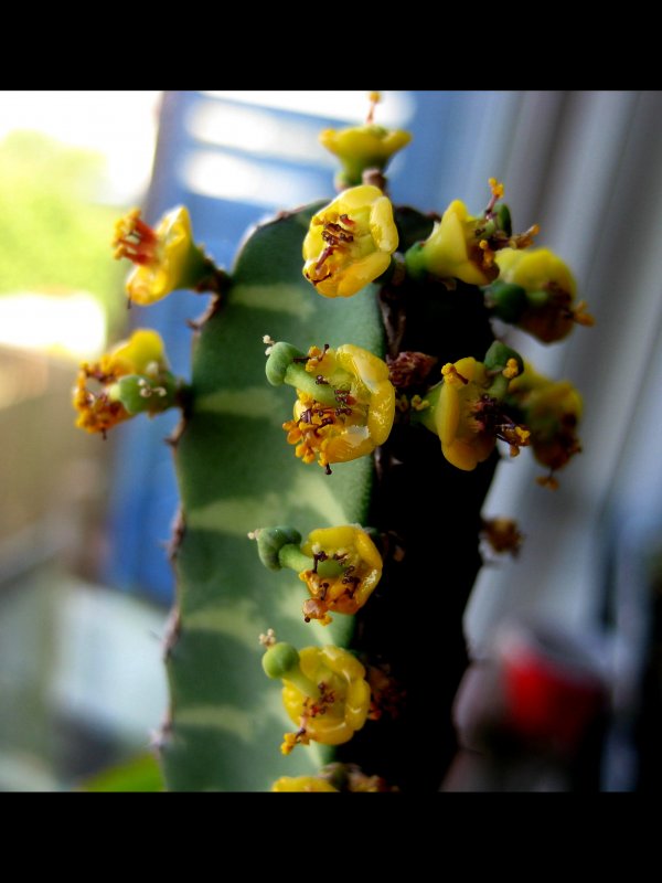 Euphorbia borenensis 