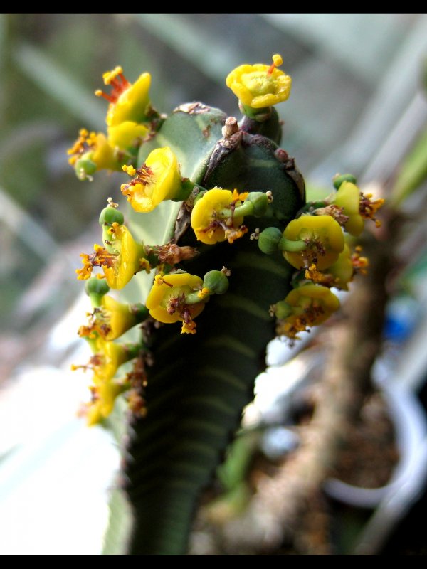 Euphorbia borenensis 