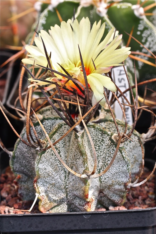 Astrophytum capricorne v. niveum 