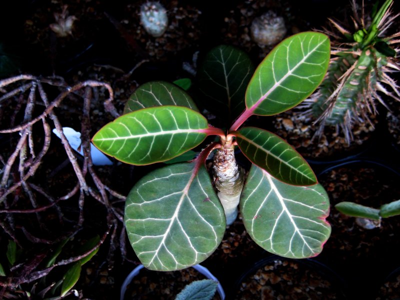 euphorbia millotii