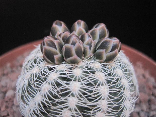 Gymnocalycium bruchii 