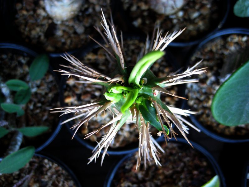 Euphorbia viguieri v. capuroniana 