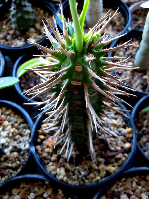Euphorbia viguieri v. capuroniana 