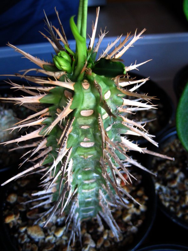 Euphorbia viguieri v. capuroniana 