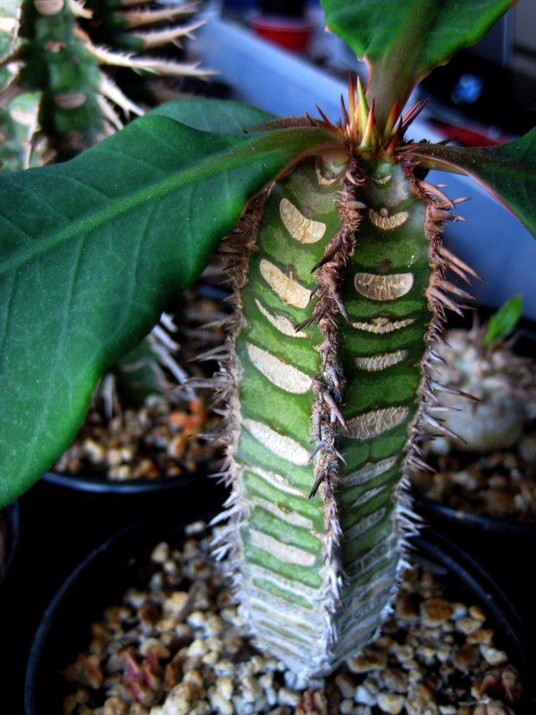 Euphorbia neohumberti 