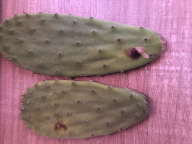 Opuntia tomentosa 