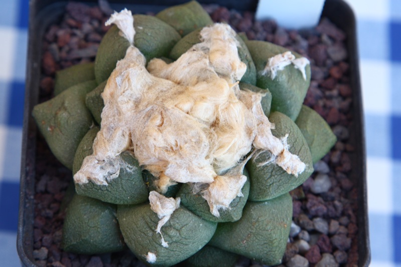 Ariocarpus fissuratus v. lloydii 