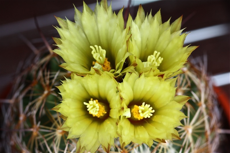 Coryphantha reduncispina 