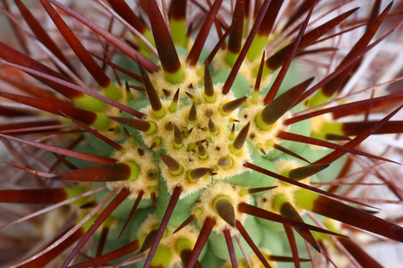 Trichocereus fulvilanus 