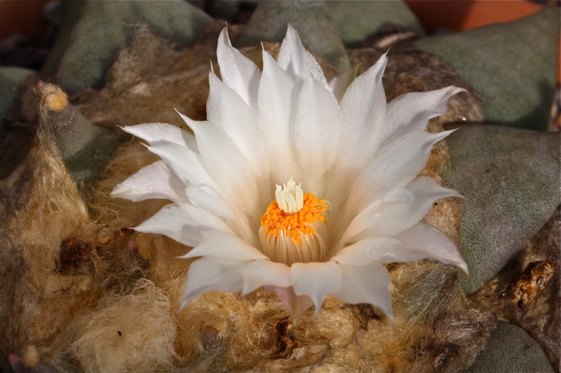 Ariocarpus retusus 