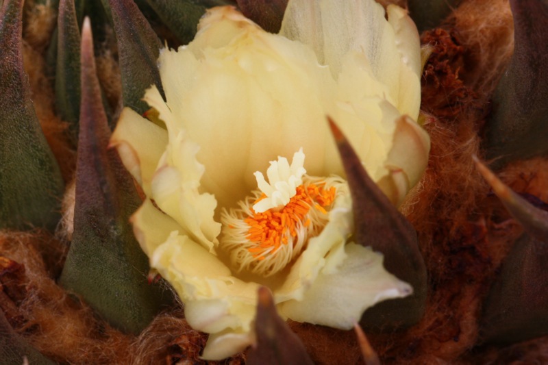 Ariocarpus trigonus v. minor 